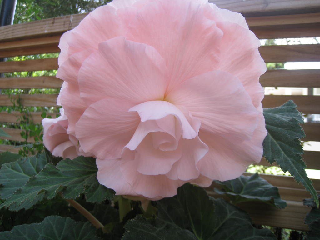 B. ‘Persephone’
